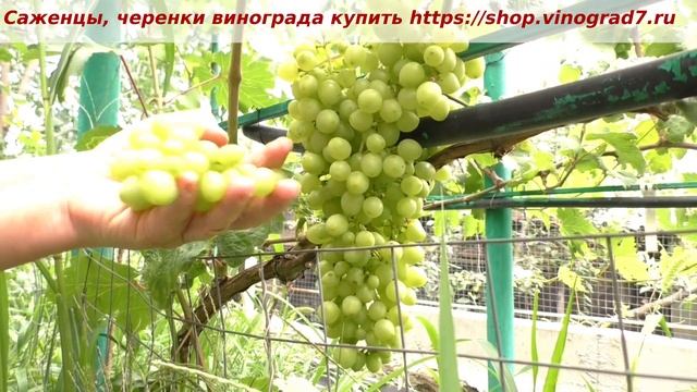 Виноград Кишмиш бесподобный на 13 июля размягчение ягод в гроздях. Пузенко Наталья Лариасовна смотреть онлайн