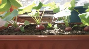 ВЫРАЩИВАНИЕ РЕДИСА на БАЛКОНЕ застекленном