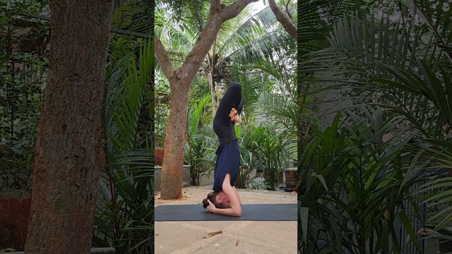 Стойка на голове и поза лотоса. Ширшасана и падмасана. Shirshasana & Padmasana