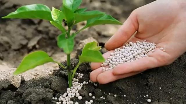 АЗОФОСКА НИТРОАММОФОСКА ОПИСАНИЕ УДОБРЕНИЯ И ЕГО СОСТАВ