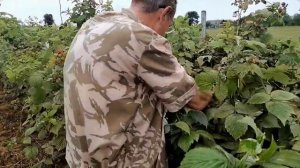 Малина. Поздний сорт Октавия