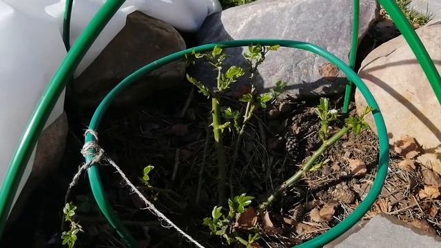 Роза - 4 сезона(почвопокровная), после зимы минус 36°! Как перенесла морозы!?