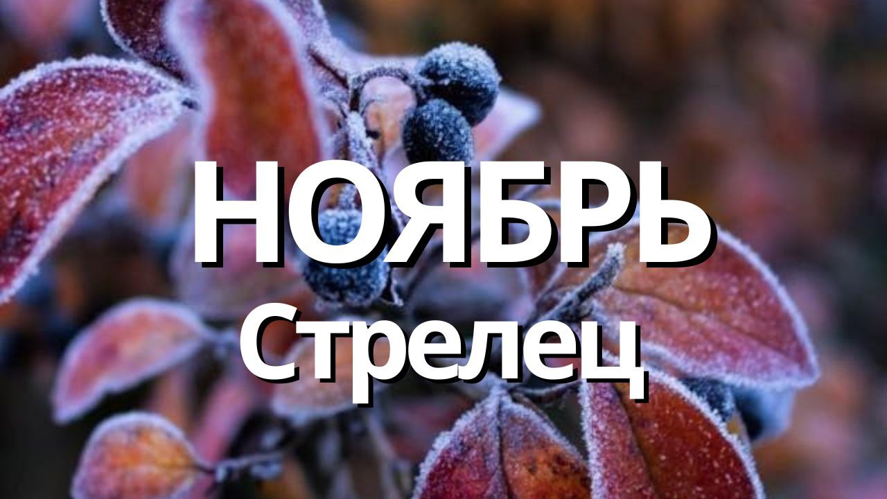 СТРЕЛЕЦ НОЯБРЬ 2023 [Таро прогноз]