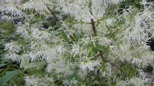 СНЕЖНОЦВЕТ ВИРГИНСКИЙ смотреть онлайн