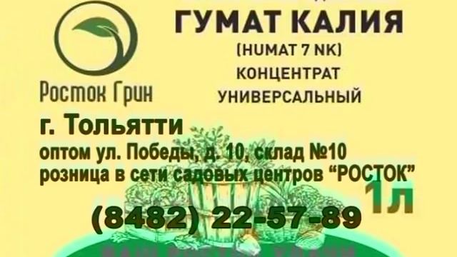 Дайкон, редька. Август. смотреть онлайн