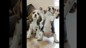 Щенок скулит и визжит