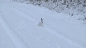 Охота на зайца зимой