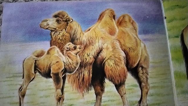 Кто живёт в степи? А. С. Барков,ч.1 🐫🐎( звук ставить выше). 19.10. 2023 г. смотреть онлайн