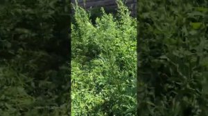 Покос травы металическим диском или идея для бизнеса