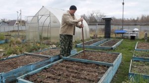 Посадка озимого чеснока.