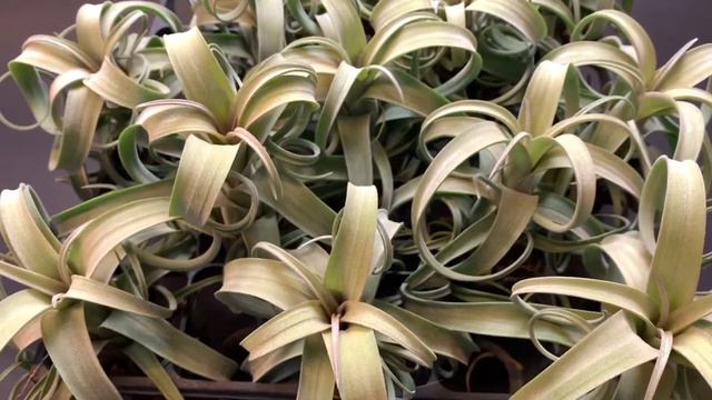 2020/1/30販売開始！844▼ Tillandsia Curly Slim (T. intermedia X T. streptophylla)＠フラワーショップ江口 смотреть онлайн