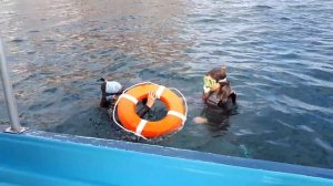 Экскурсия "плавание с морскими котиками "