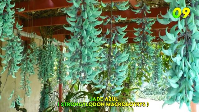 17 ESPÉCIES DE TREPADEIRAS PARA TER DENTRO OU FORA DE CASA / PLANTAS #TREPADEIRAS смотреть онлайн