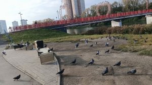 А я хочу ,а я хочу опять - по полю бегать голубей гонять....Не можем мы пройти мимо голубей😁))