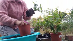 ❄️ЗИМНЯЯ ПЕРЕВАЛКА❄️ черенков метельчатых гортензий