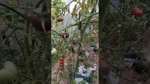 Томат F1 13, черри. Удивил  и порадовал