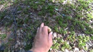 ЛУЧШАЯ ГРИБАЛКА В ЖИЗНИ | ОГРОМНЫЕ ПОЛЯНЫ БЕЛЫХ ГРИБОВ ОККУПИРОВАЛИ ЛЕС