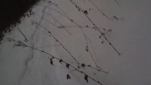 Снегоход Stels