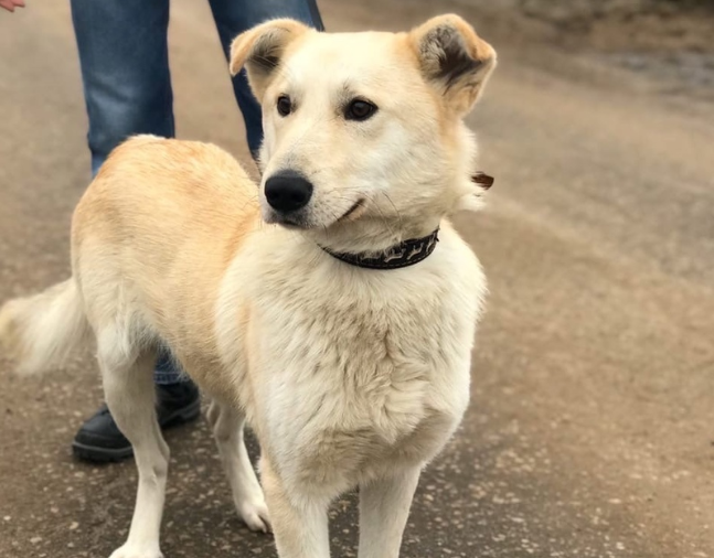 Откормили нашего Беляша смотреть онлайн