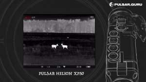 Битва оленей,  запись с тепловизора Pulsar Helion XP50