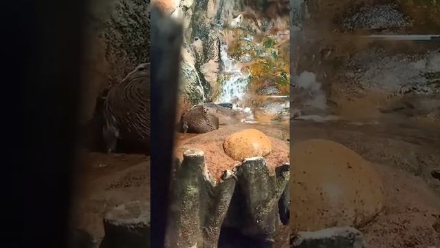 Выдры в океанариуме, в Санкт Петербурге смотреть онлайн