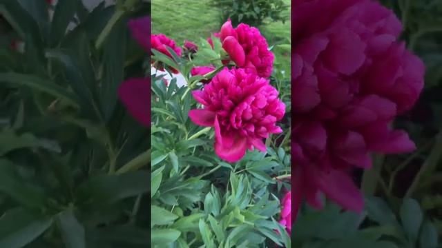 Пион rubra plena #дача #сад #shorts #garden #спб #пион