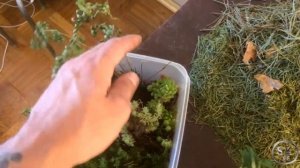 Комнатные растения в аквариуме!!!