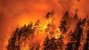 Социальная реклама "Береги леса от пожаров"