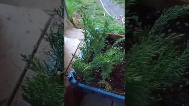 Черенкование можжевельника. часть 1.
