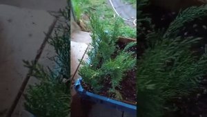 Черенкование можжевельника. часть 1.