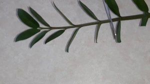 Замиакулькас или долларовое дерево. Уход, размножение, приметы