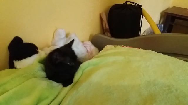 Черный котенок Уголек / Чорне кошеня Вуглик / My kitten Vuglyk смотреть онлайн