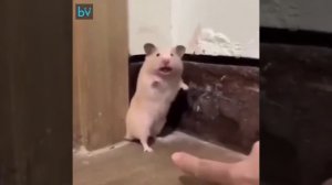 Hamster screaming - Хомяк кричит - Хрчак вришти ?
