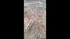 аккумуляторная цепная пила Sterwins UP 40? купленая в Леруа. весна 2021 год