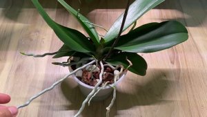 ПЕРЕСАДКА ОРХИДЕЙ : во что сажать орхидеи и как растут фаленопсисы в НЕорганике?