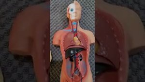 Где находится диафрагма, болезненные состояния вызванные спазмом диафрагмы.