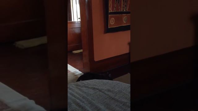 Kitty catch смотреть онлайн