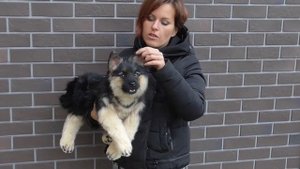 Немецкая овчарка игрушка