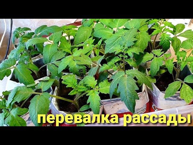 Перевалка рассады когда и как делать? Сколько грунта, какой возраст рассады - отвечаю на вопросы.