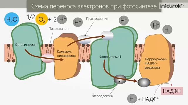 фотосинтез та хемосинтез смотреть онлайн