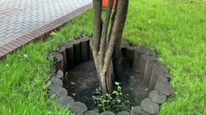 Дерево в полуподвале