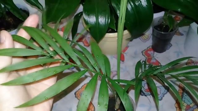 ???Мои комнатные растения на восточном окне☺??? смотреть онлайн