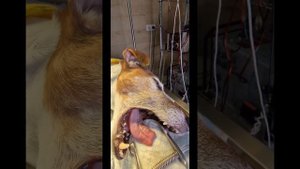 Как чистить зубы собакам @zoovetdoctor