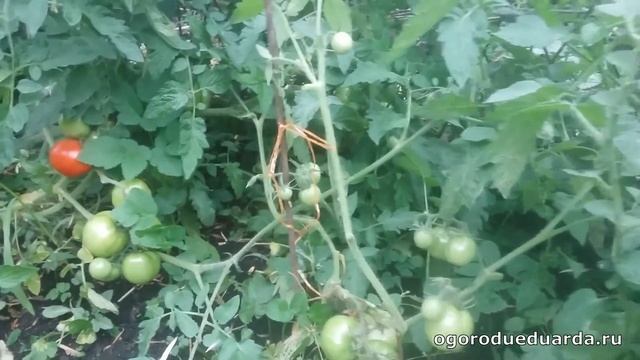 8 августа. Томаты "Санька" в открытом грунте Подмосковья смотреть онлайн