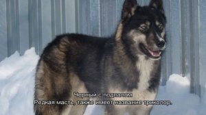 Белая хаски, черная, коричневая: все окрасы породы