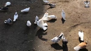 Николаевские,Троицкие,Чубарые голуби. Самарская область 03.04.2021