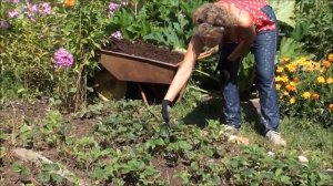 Обрезаем листья виктории. Сайт sadovymir.ru