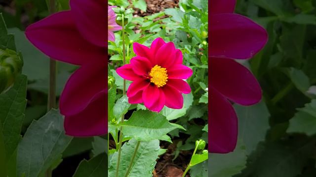 A DAHLIA FLOWER WITH BEE | Pilar in USA Gardening