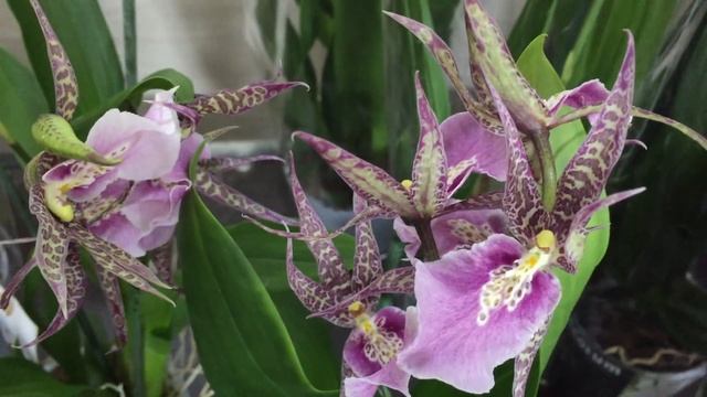 Завоз редчайших сортовых орхидей в Экофлору 28 июля 2020 г. Зорро, Каода, Шоколад, Пафы, Фраги.... смотреть онлайн