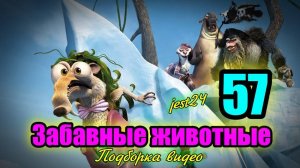 Забавные животные / Подборка видео №57